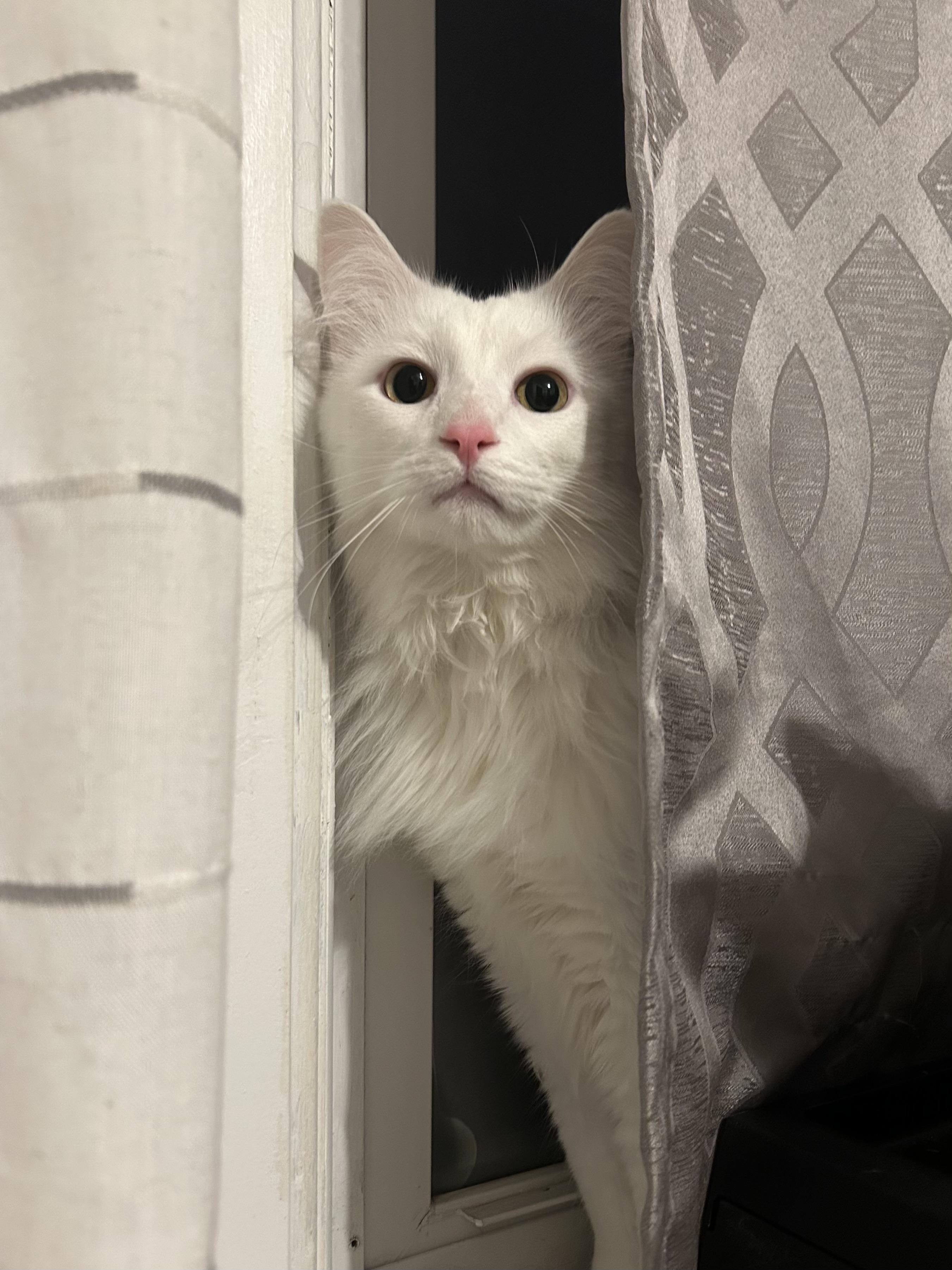 Enlarge Ricky , an adopted Domestic Medium Hair in China Township, MI image 1/6