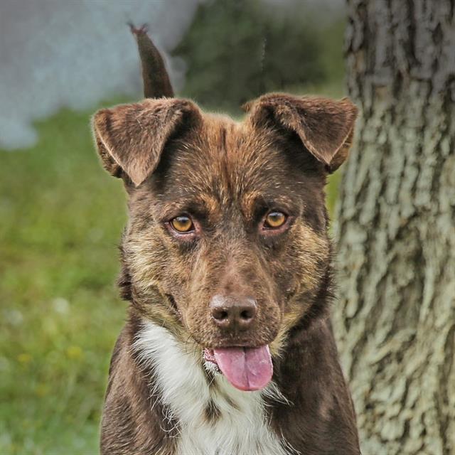 KOKO, Adoptable, Adult Male Australian Shepherd & Mixed Breed.