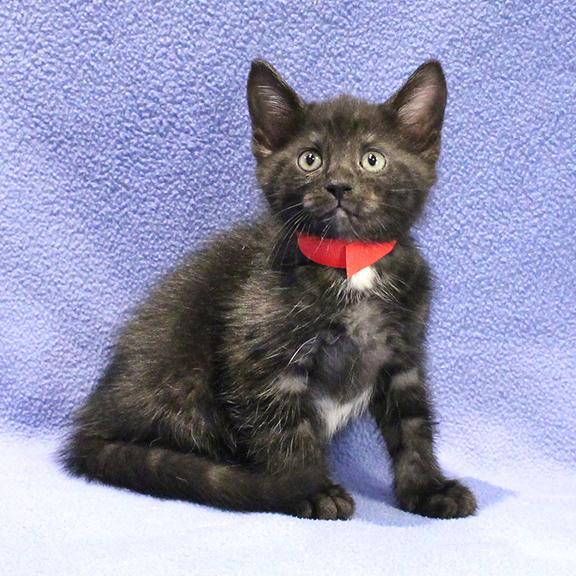 Enlarge Tatum, a Adoptable Domestic Short Hair in Overland Park, KS image 1/1