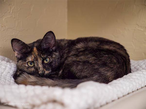 Lavender, Adoptable, Young Female Tortoiseshell.