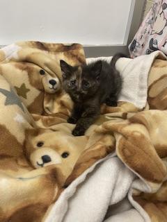 Enlarge Lavender, a Adoptable Tortoiseshell in Parlier, CA image 2/4
