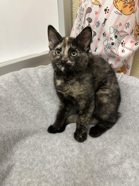 Enlarge Lavender, a Adoptable Tortoiseshell in Parlier, CA image 3/4