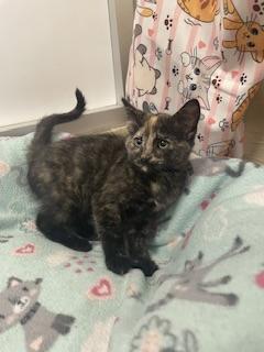 Enlarge Lavender, a Adoptable Tortoiseshell in Parlier, CA image 4/4