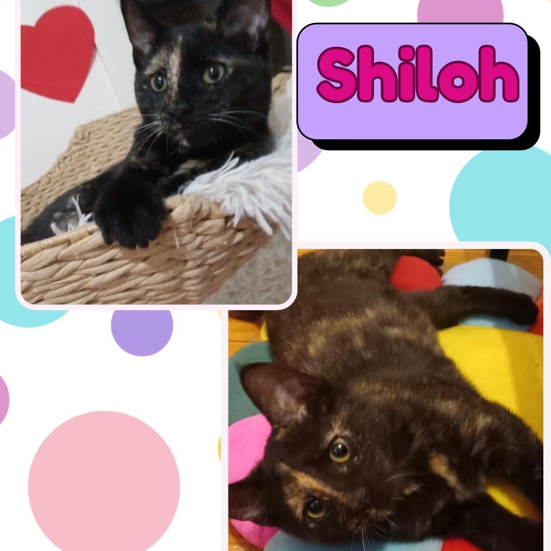 Enlarge Shiloh, a Adopted Domestic Short Hair in Bronx, NY image 3/5