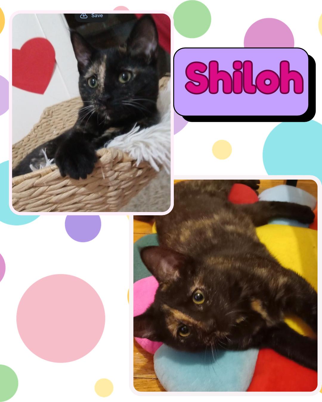 Shiloh, a ADOPTABLE Domestic Short Hair in Bronx, NY image 2/5