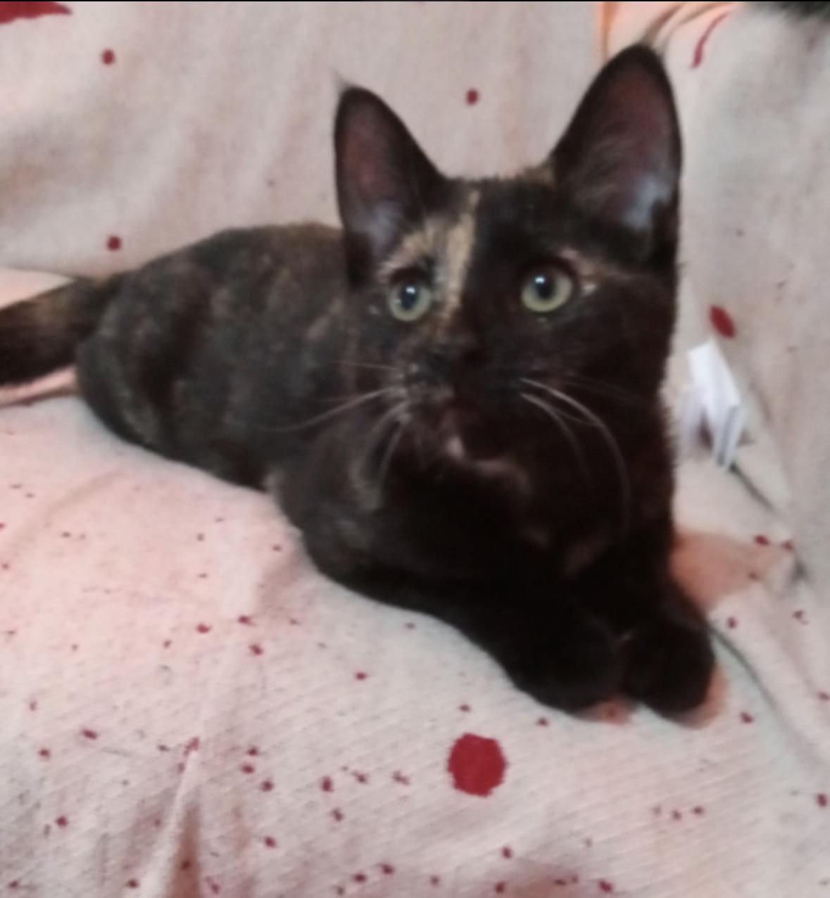 Shiloh, a ADOPTABLE Domestic Short Hair in Bronx, NY image 4/5