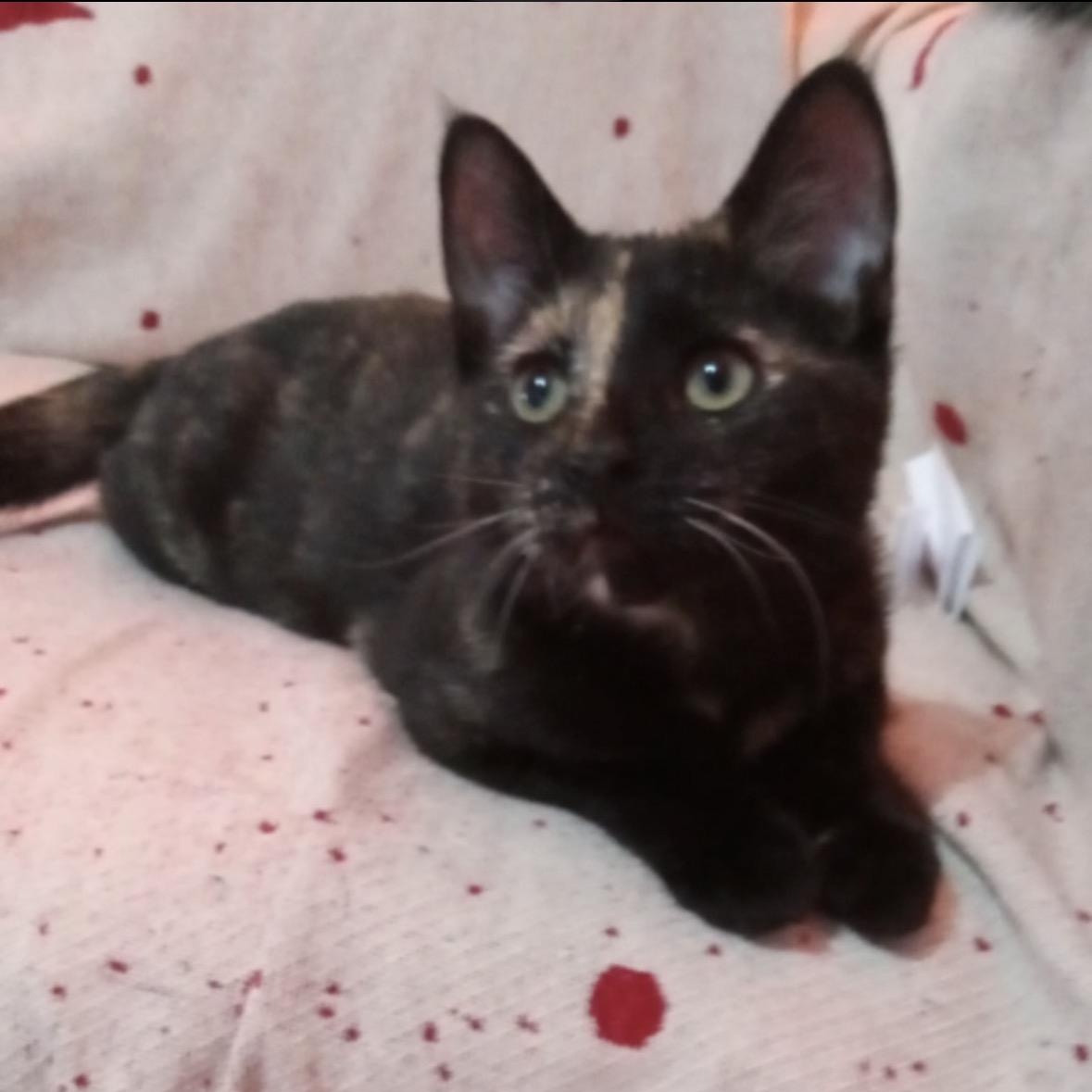 Enlarge Shiloh, a Adopted Domestic Short Hair in Bronx, NY image 5/5