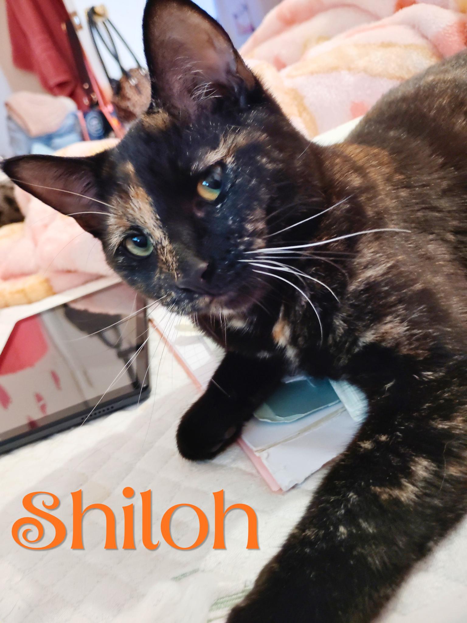 Shiloh, ADOPTABLE, Kitten Female Domestic Short Hair.