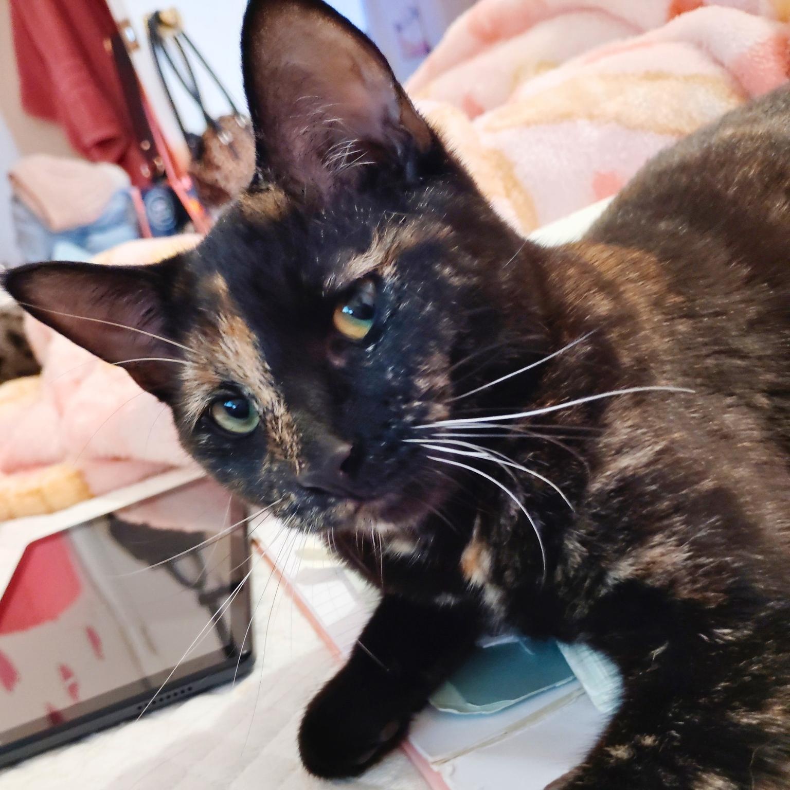 Enlarge Shiloh, a Adopted Domestic Short Hair in Bronx, NY image 2/5