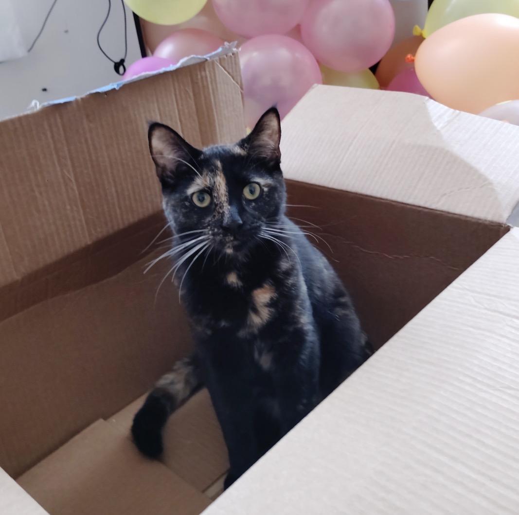 Shiloh, a ADOPTABLE Domestic Short Hair in Bronx, NY image 5/5