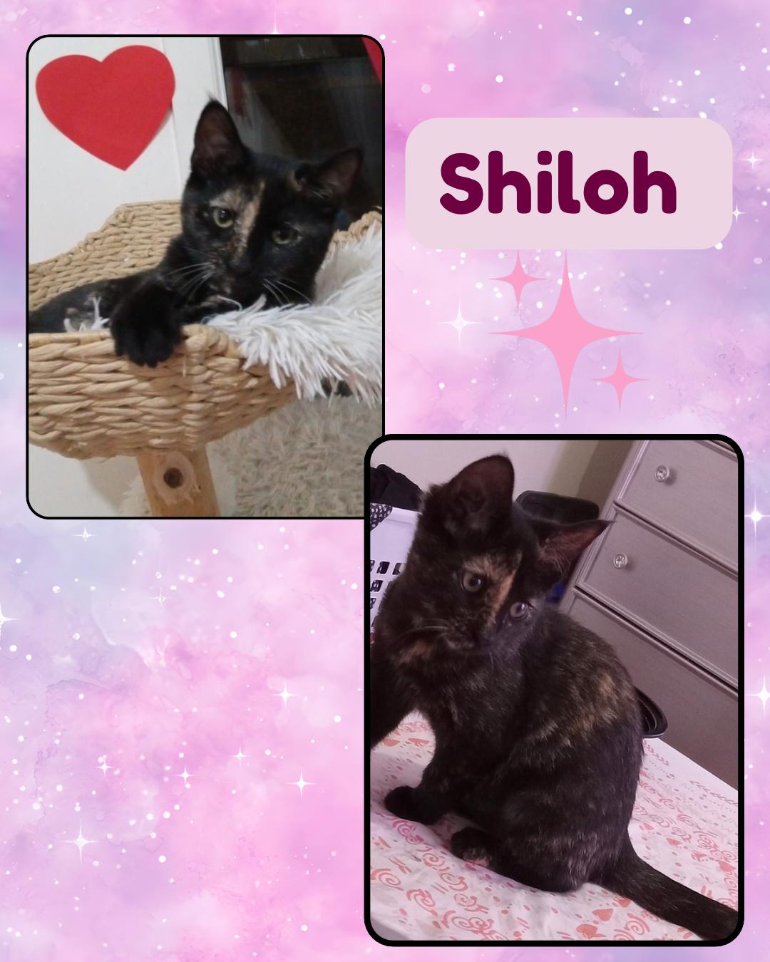 Shiloh, a ADOPTABLE Domestic Short Hair in Bronx, NY image 3/5