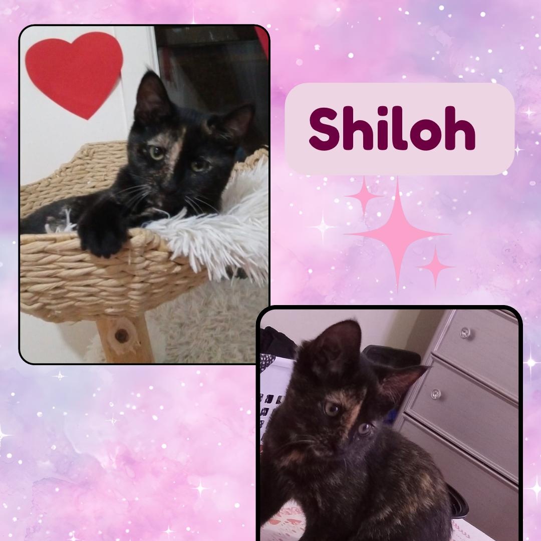 Enlarge Shiloh, a Adopted Domestic Short Hair in Bronx, NY image 4/5