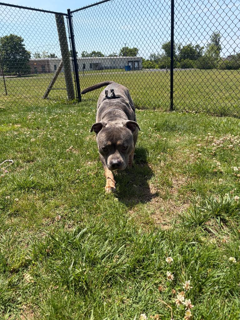 Titan, a Adoptable mixed breed in Gallatin, TN image 1/2