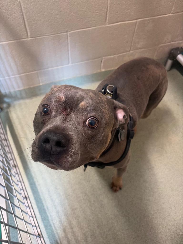 Titan, a Adoptable mixed breed in Gallatin, TN image 2/2