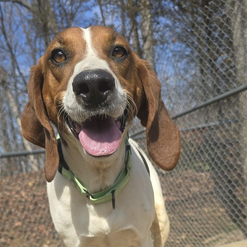 Genesis, adoptable, Adult Female Hound.