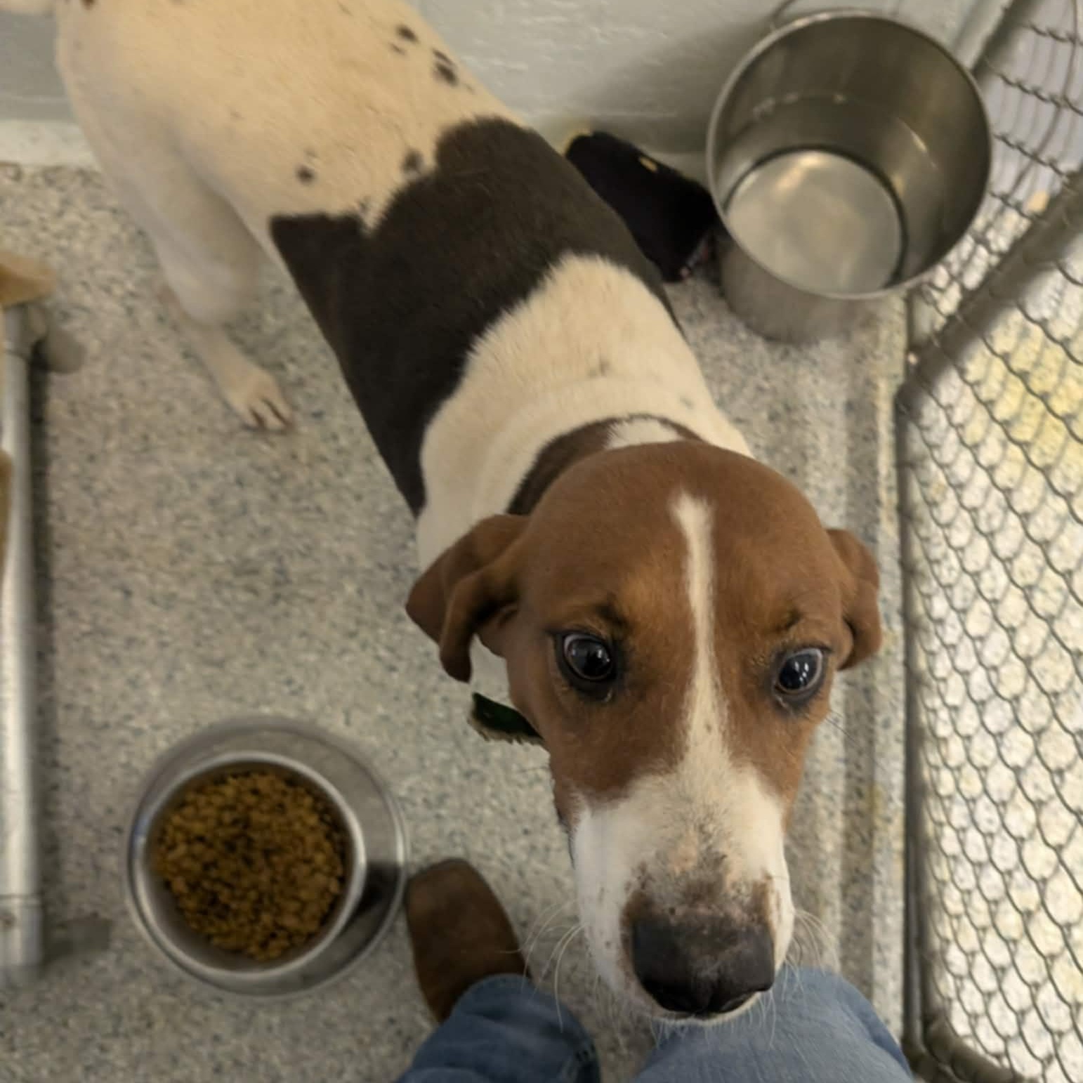 Genesis, an adoptable Hound in Orange, VA image 4/4