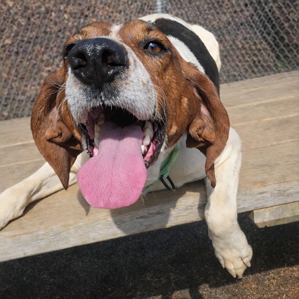 Genesis, an adoptable Hound in Orange, VA image 2/4