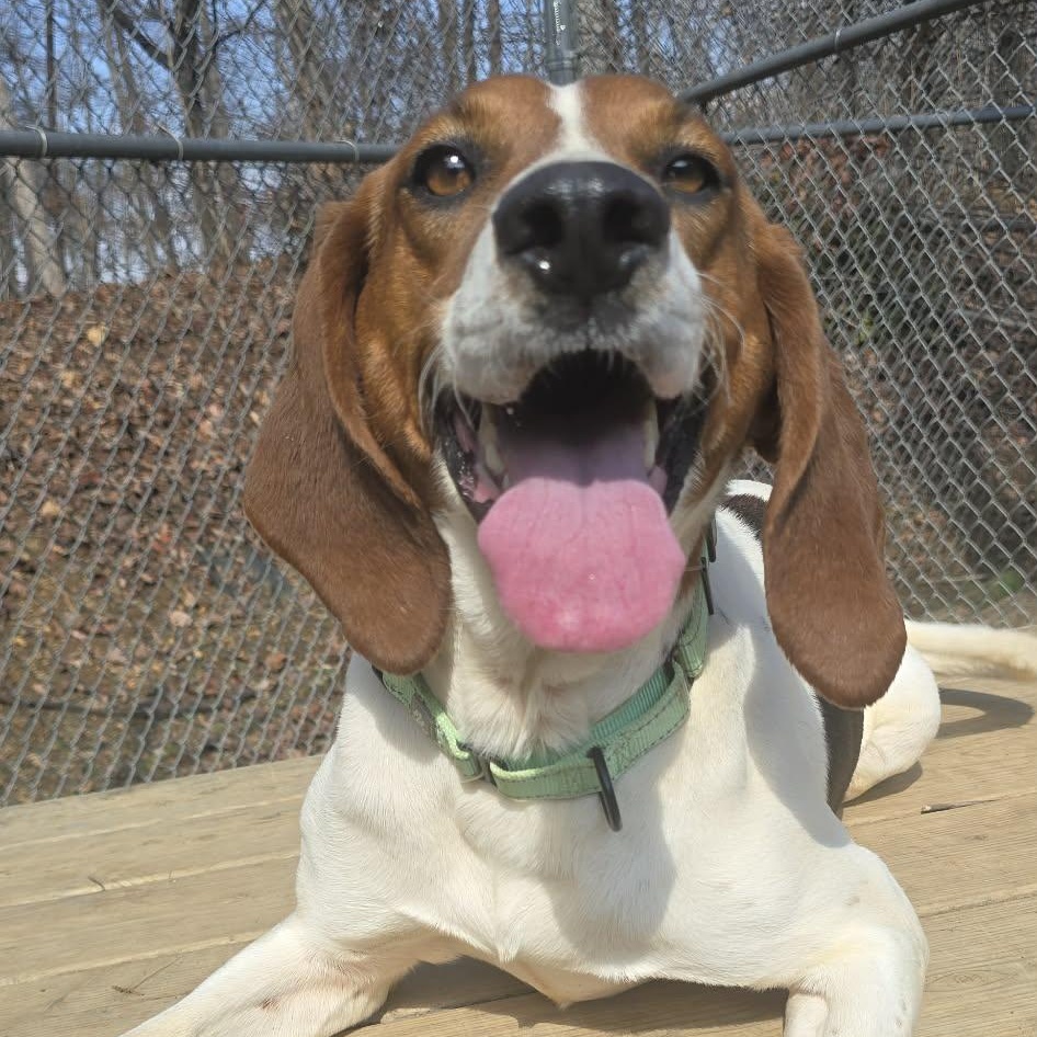 Genesis, an adoptable Hound in Orange, VA image 3/4
