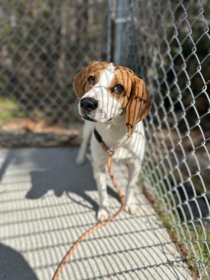 Enlarge Archer, a Adoptable mixed breed in King William, VA image 1/3