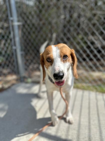 Enlarge Archer, a Adoptable mixed breed in King William, VA image 2/3