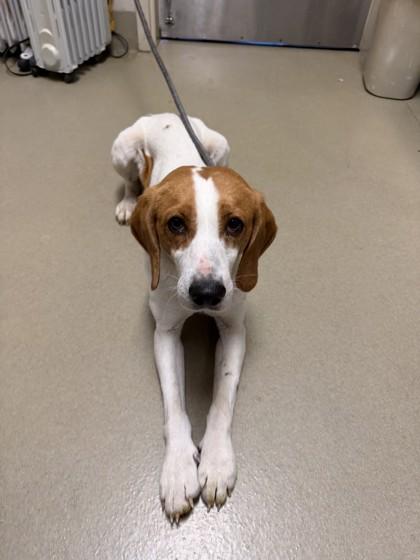 Enlarge Archer, a Adoptable mixed breed in King William, VA image 1/2