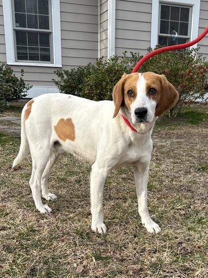 Enlarge Archer, a Adoptable mixed breed in King William, VA image 2/2