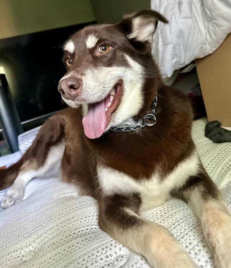 Mocha (Courtesy Post)