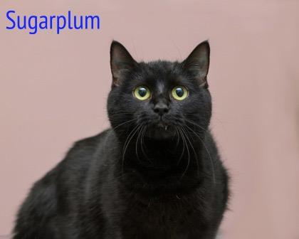 Sugarplum, Adoptable, Adult Female Domestic Short Hair & Domestic Short Hair.
