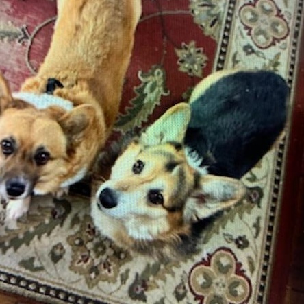 Enlarge Orzo, a hold Pembroke Welsh Corgi in Danville, VT image 2/2