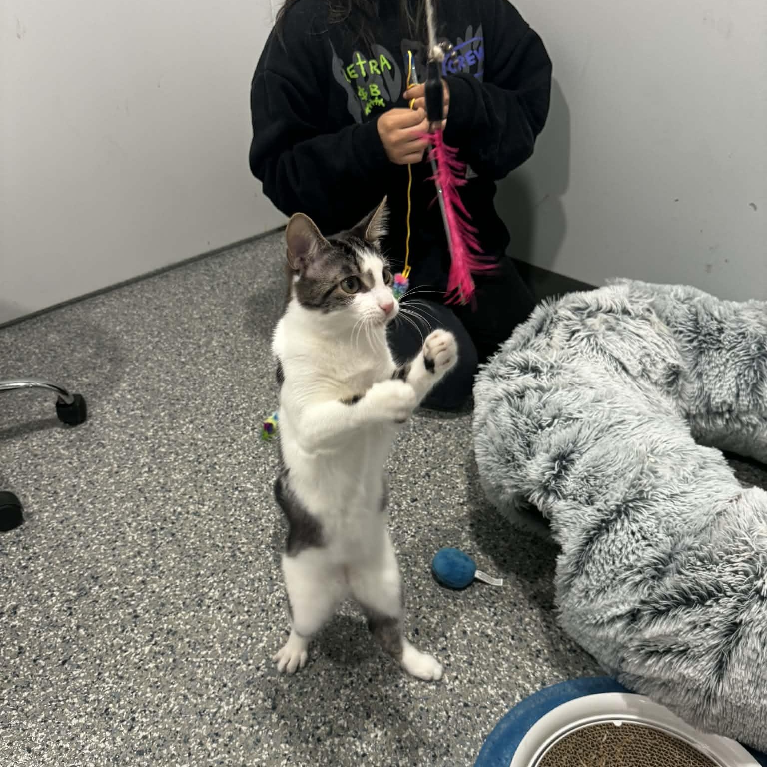 Flurry, a ADOPTABLE American Shorthair in Danbury, CT image 3/5