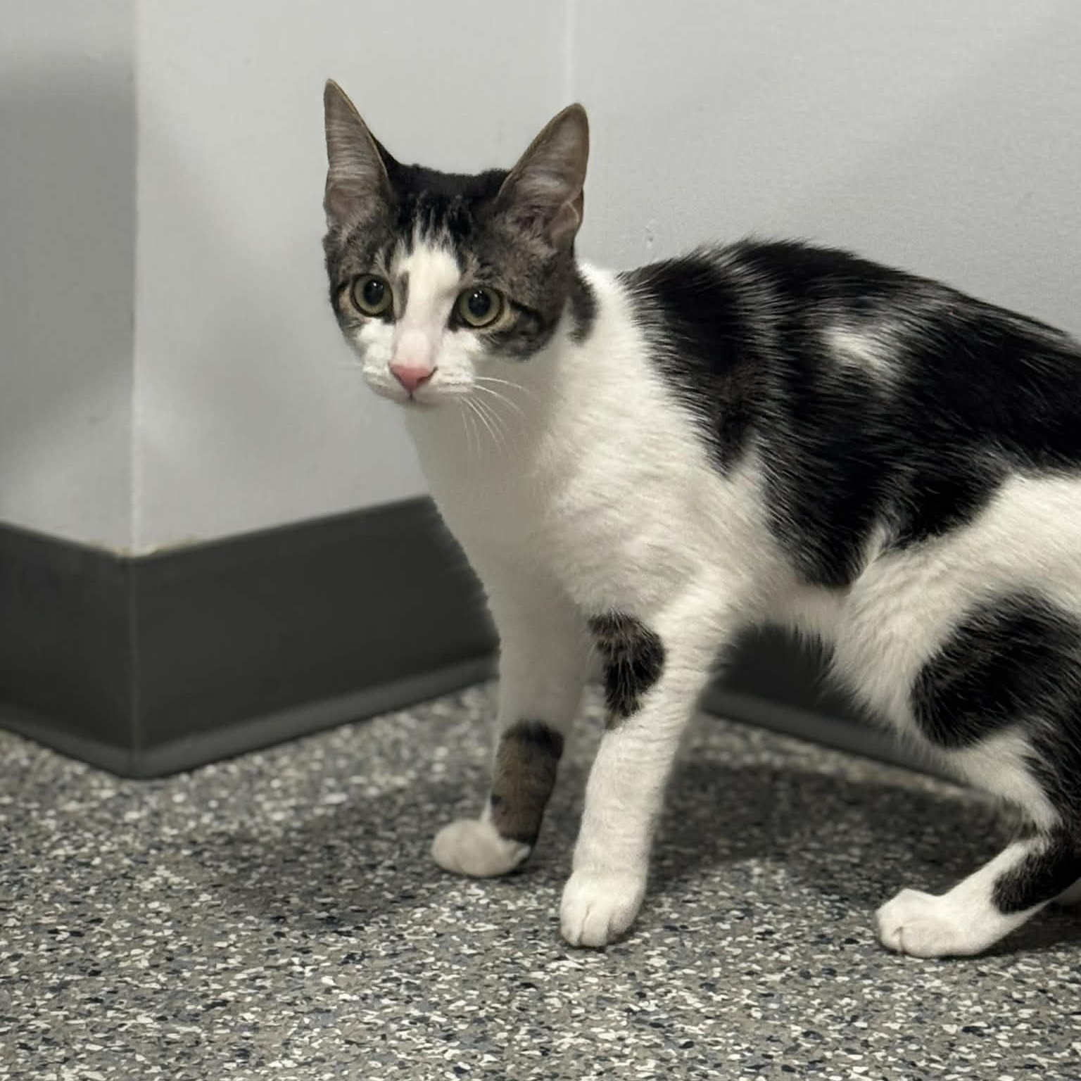 Flurry, a ADOPTABLE American Shorthair in Danbury, CT image 1/5