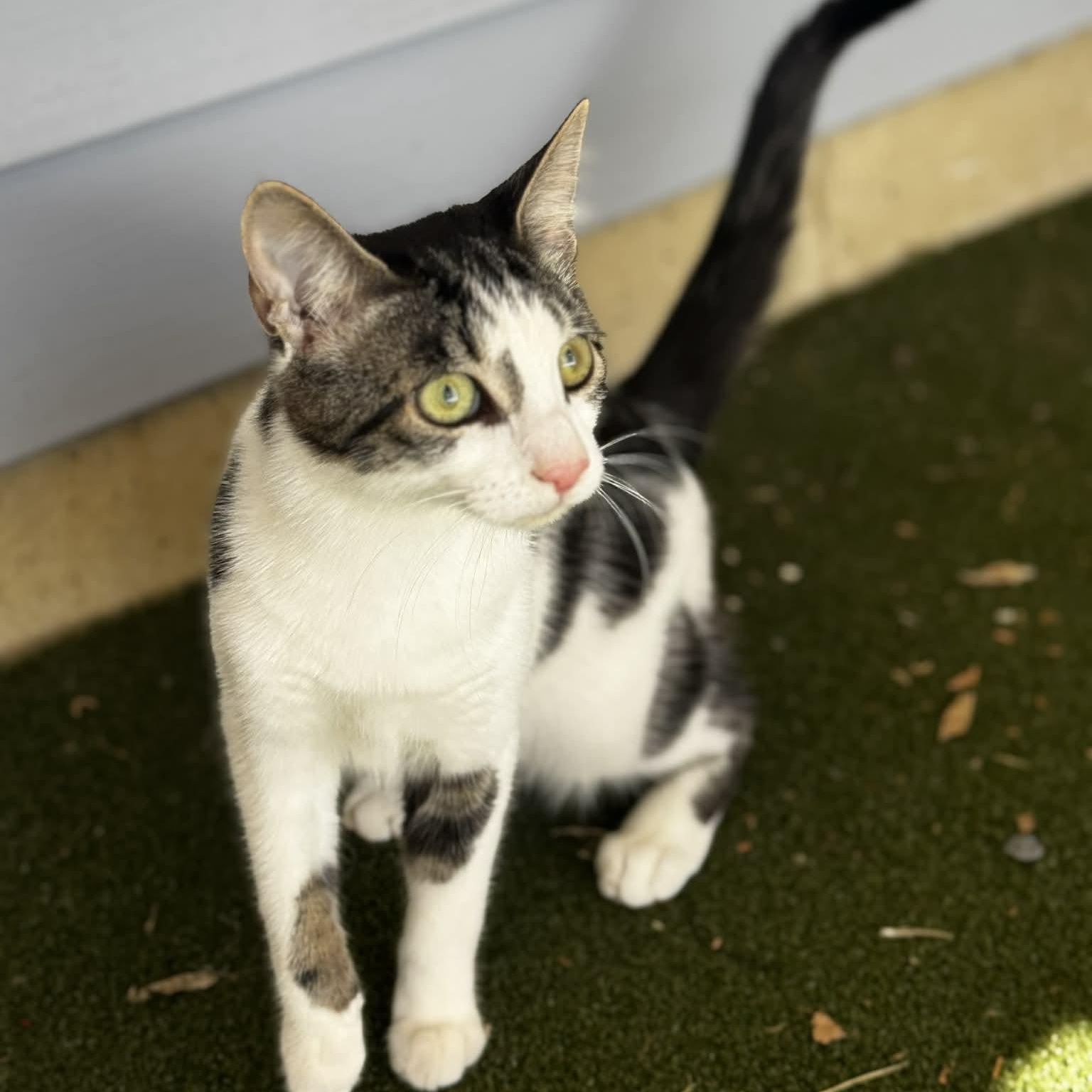 Flurry, a ADOPTABLE American Shorthair in Danbury, CT image 4/5