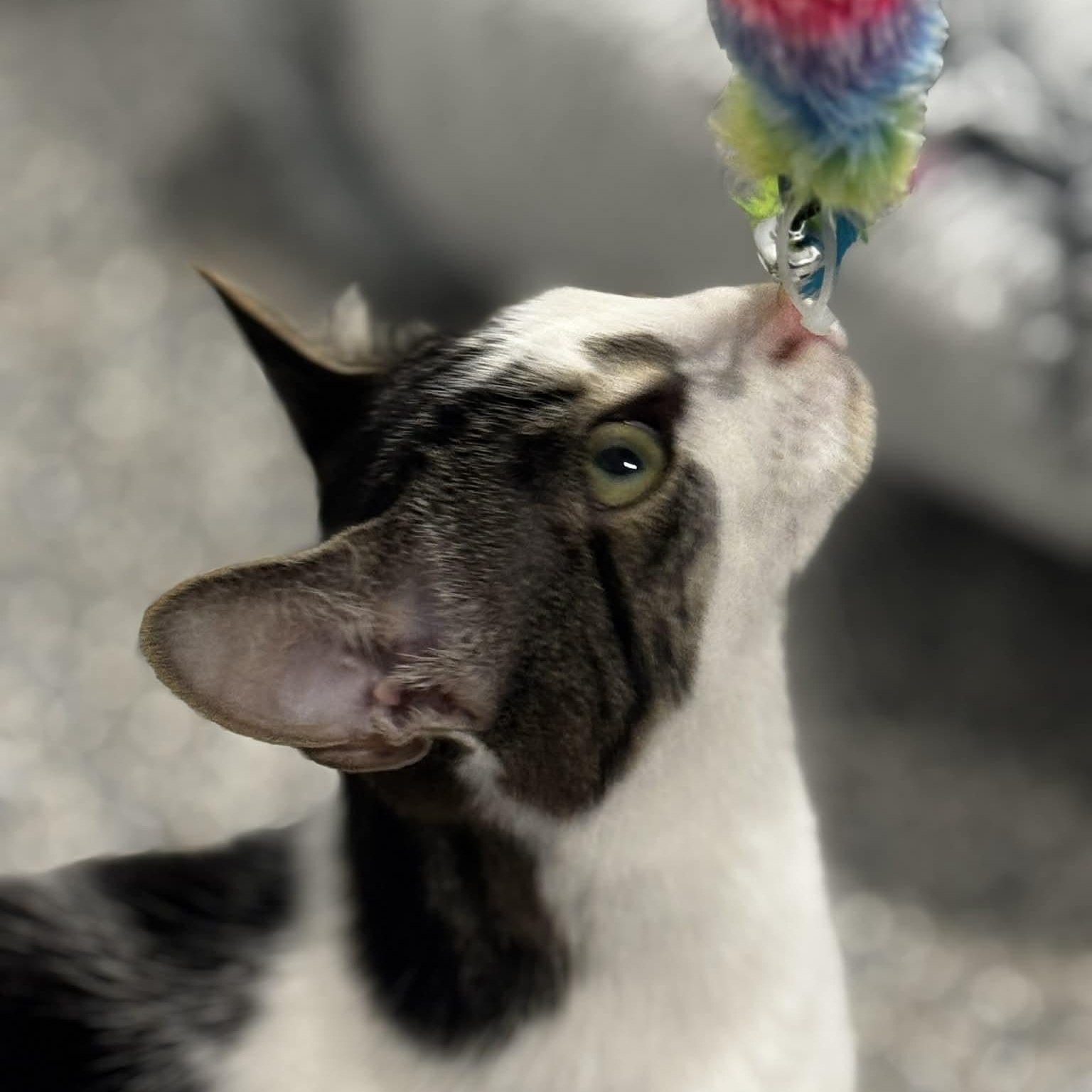 Flurry, a ADOPTABLE American Shorthair in Danbury, CT image 2/5