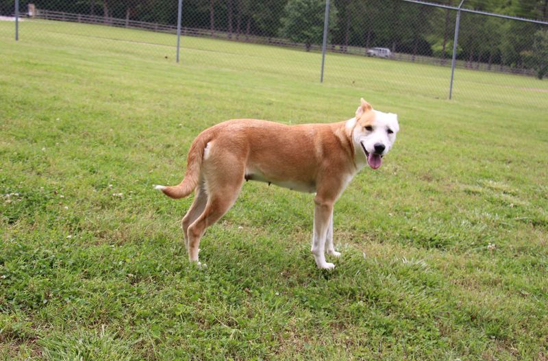 Ludine, an adoptable mixed breed in Savannah, TN image 1/2