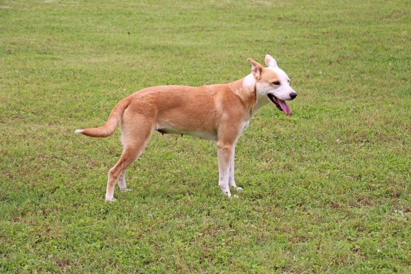 Ludine, an adoptable mixed breed in Savannah, TN image 2/2
