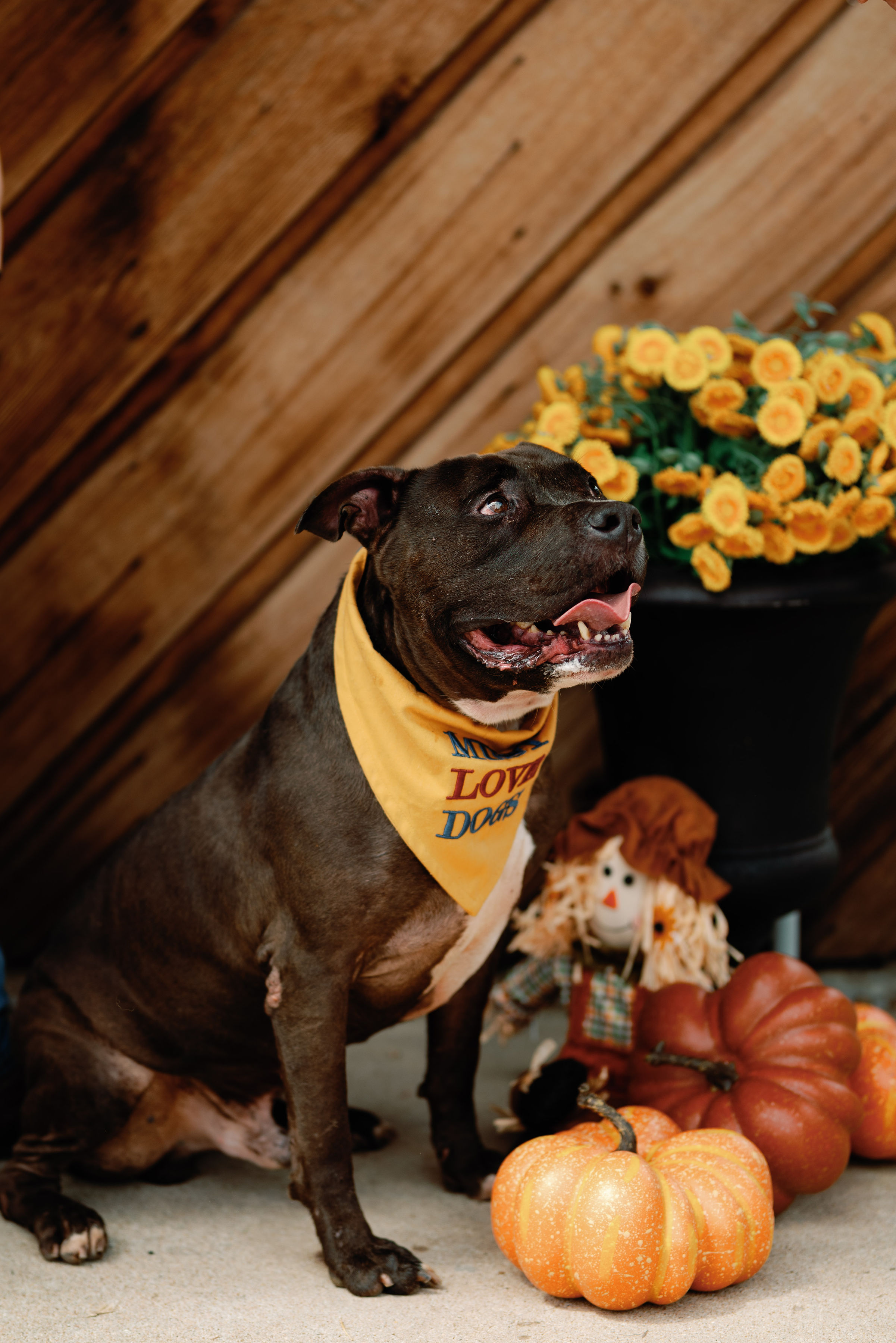 Enlarge Stedman, a Adoptable mixed breed in Marlborough, MA image 3/6