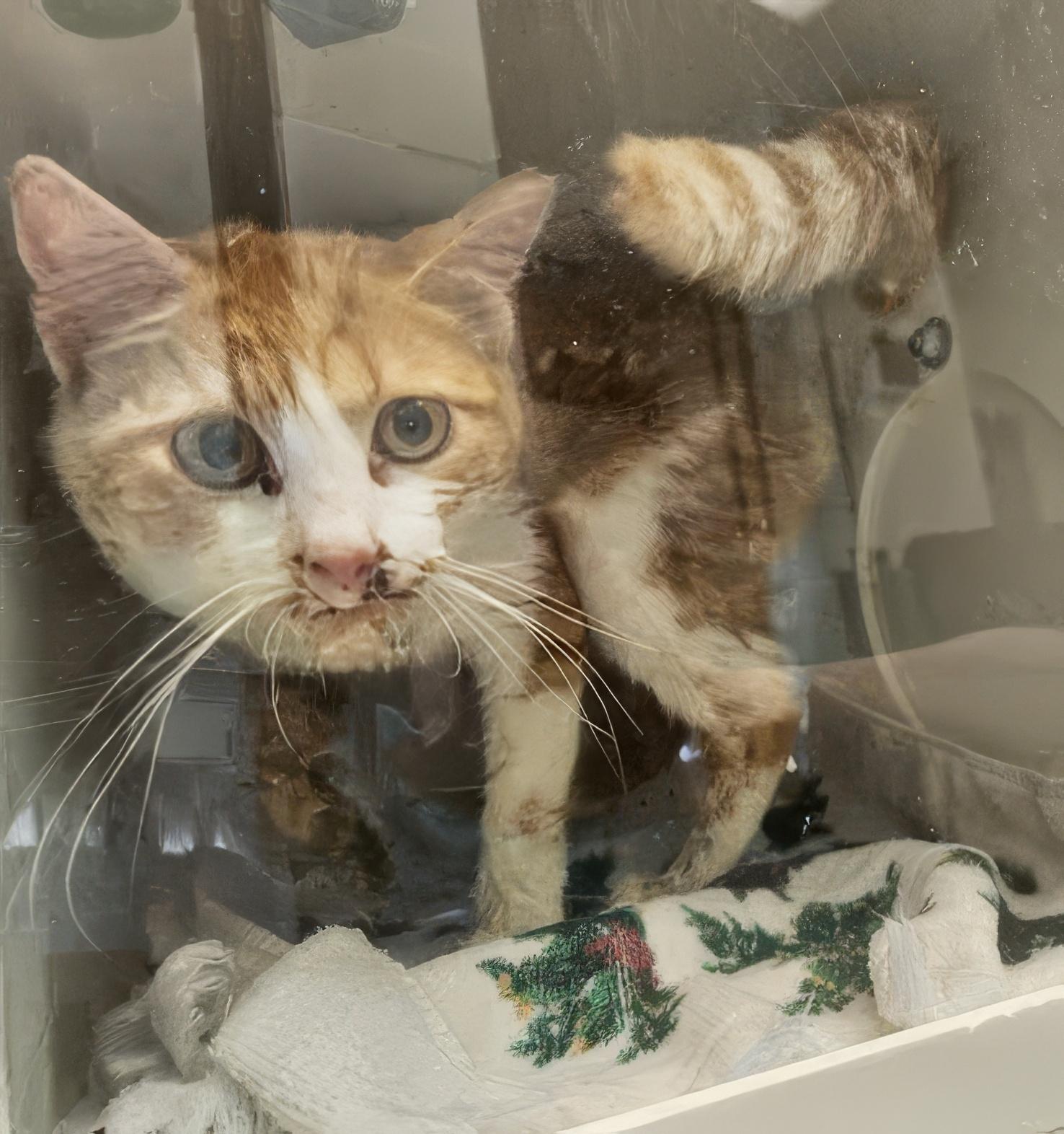 Mandala, adopted, Young Female Domestic Short Hair.