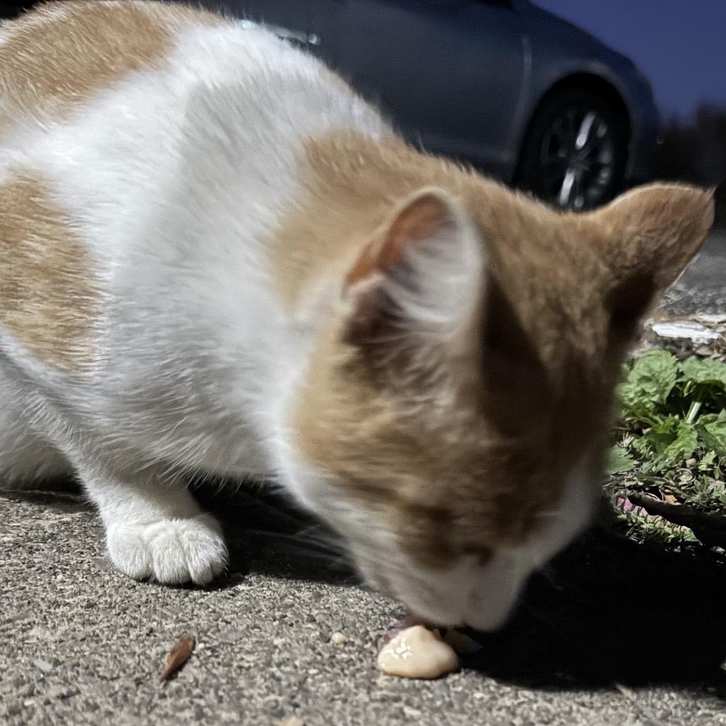 Found Austin — thumbnail 2