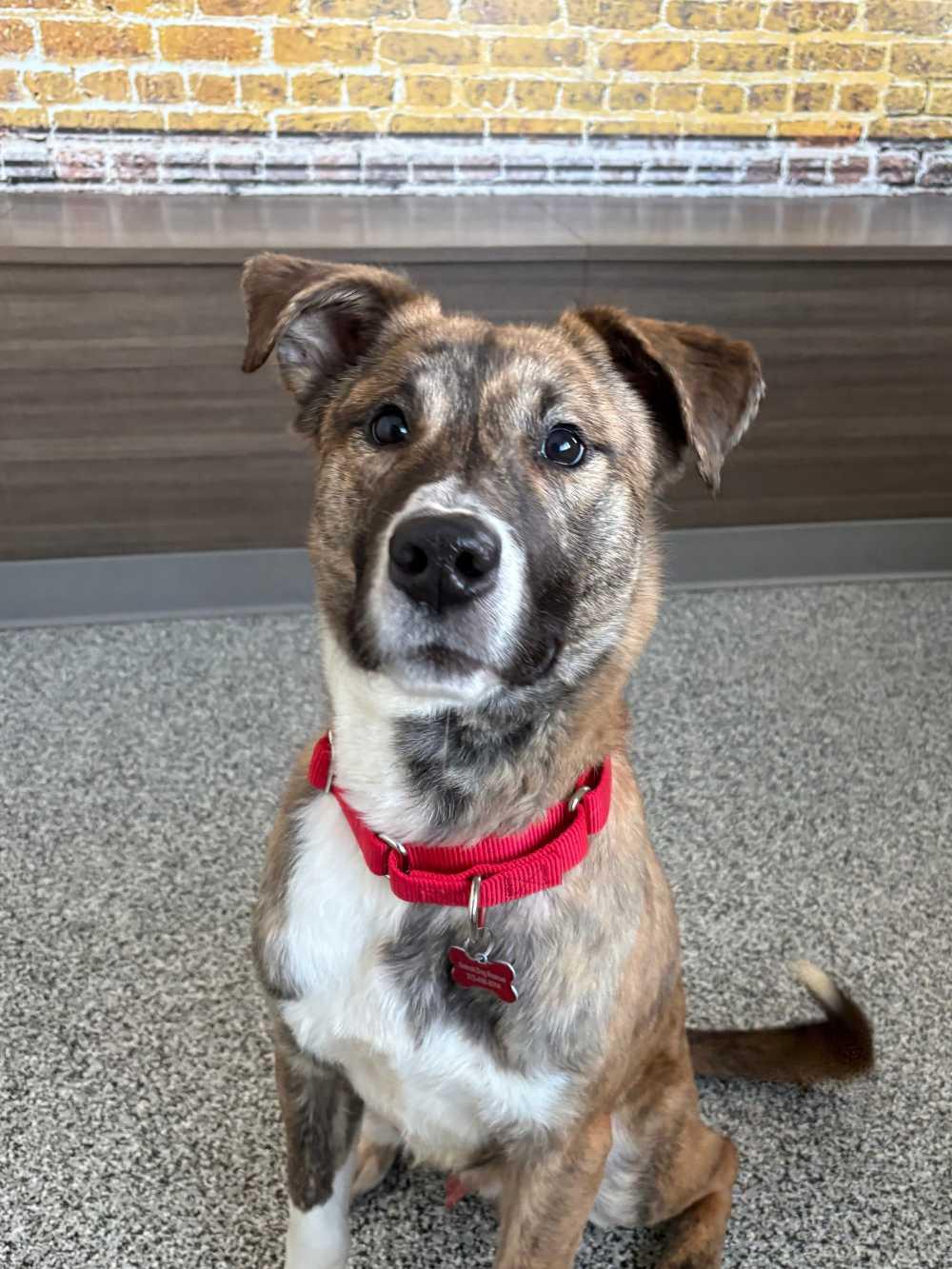 Enlarge Cadieux, an adopted Mixed Breed in Detroit, MI image 2/3