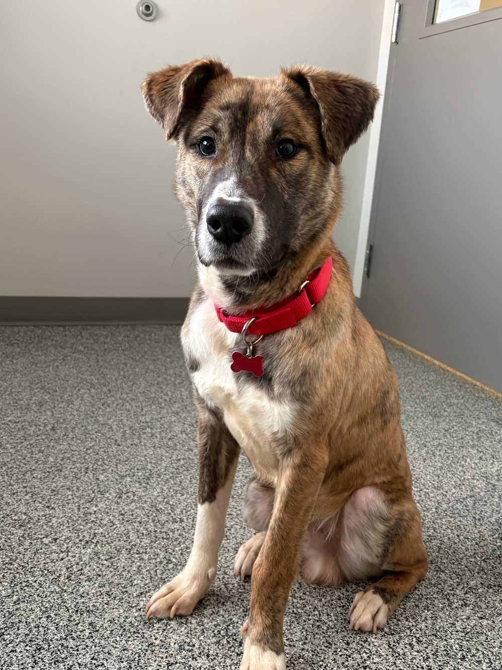 Enlarge Cadieux, an adopted Mixed Breed in Detroit, MI image 1/3