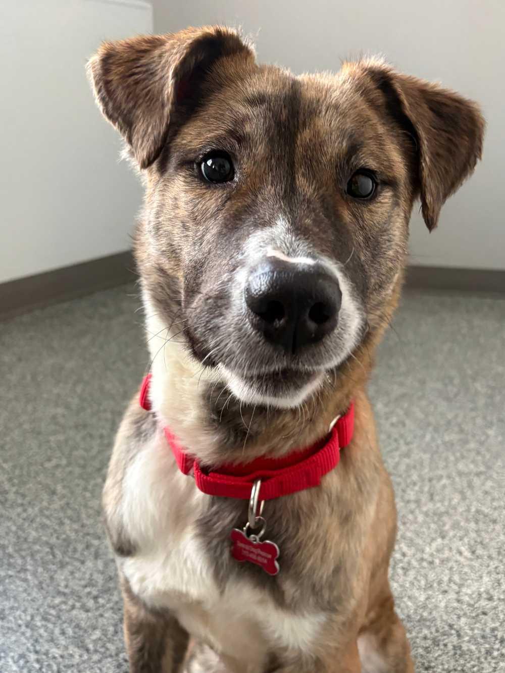 Enlarge Cadieux, an adopted Mixed Breed in Detroit, MI image 3/3