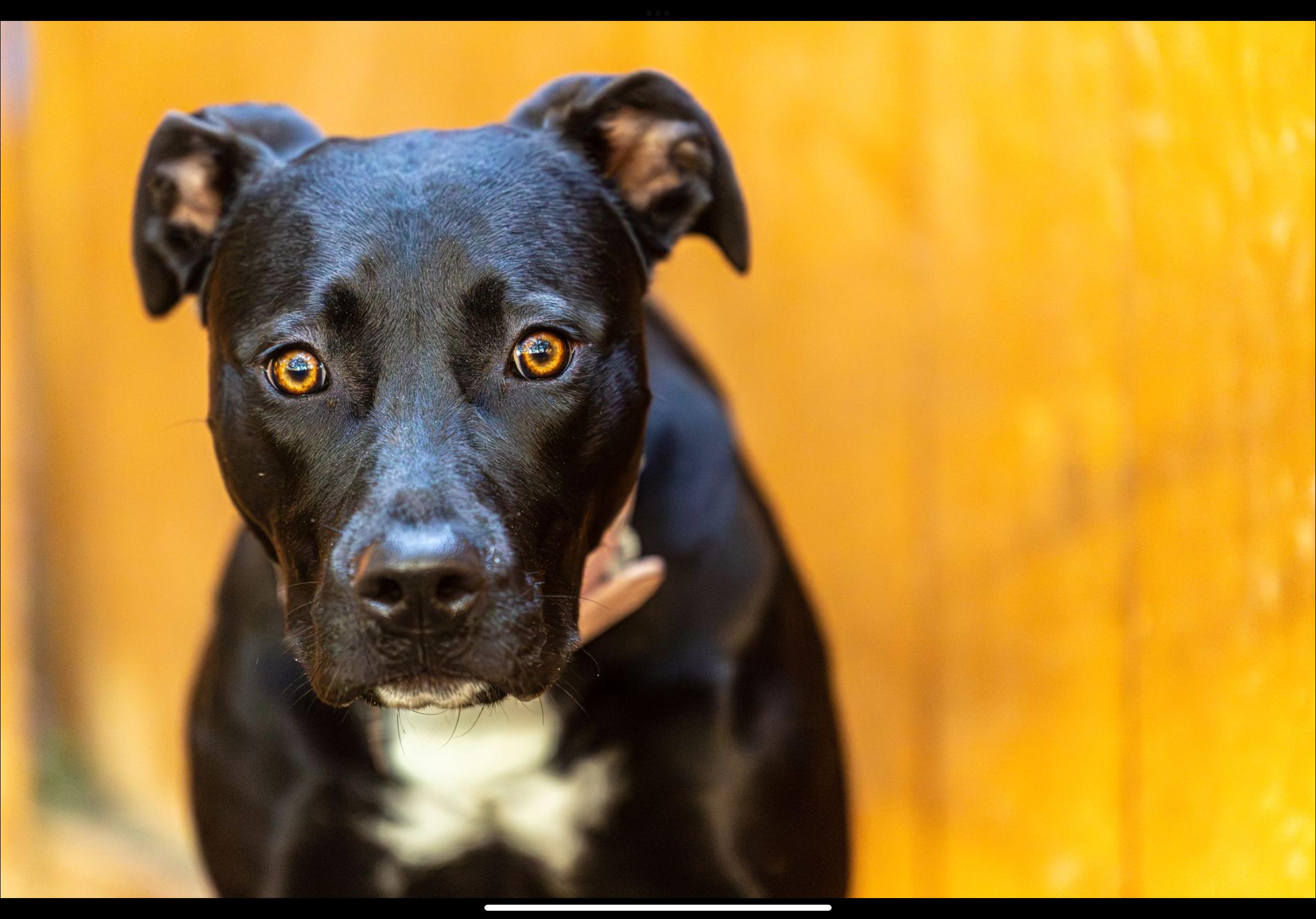 Leona photo 4