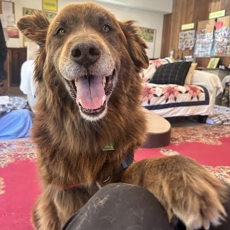 Koda (Bonded Pair w/ Nikki), Adoptable, Senior Male Labrador Retriever & Alaskan Malamute.