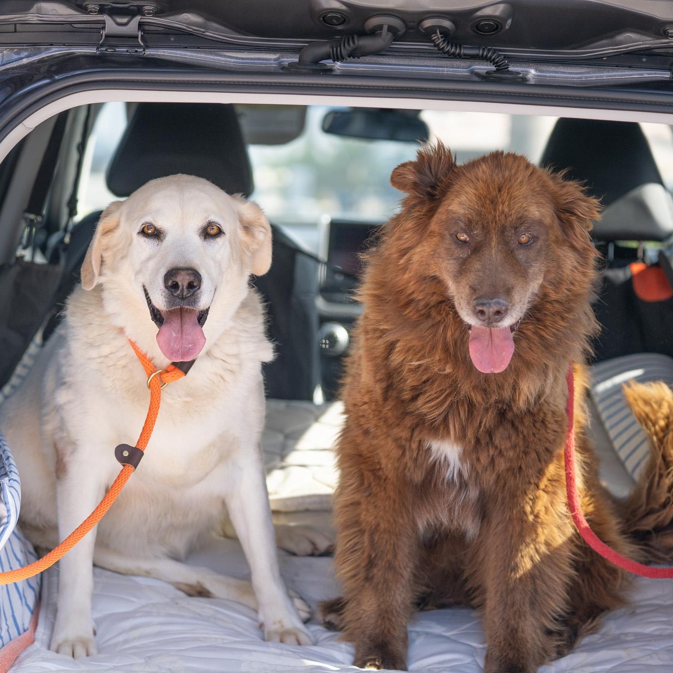 Koda (Bonded Pair w/ Nikki), a Adoptable mixed breed in Petaluma, CA image 4/6