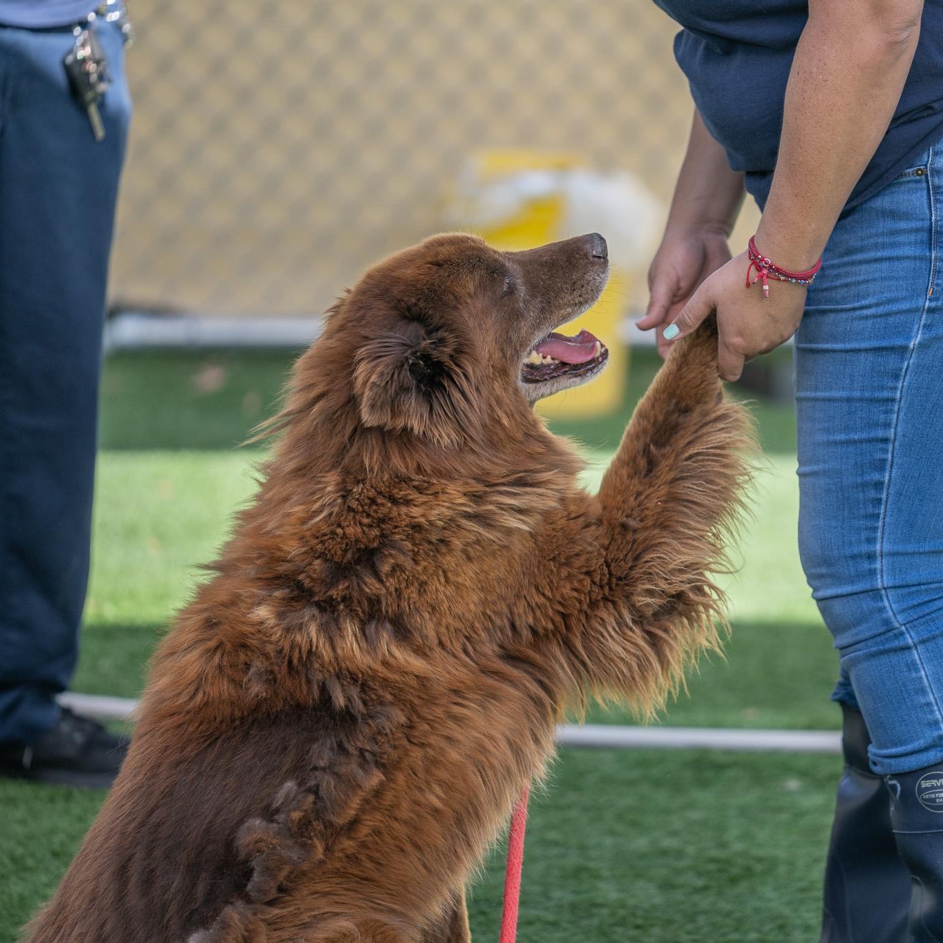 Koda (Bonded Pair w/ Nikki), a Adoptable mixed breed in Petaluma, CA image 6/6