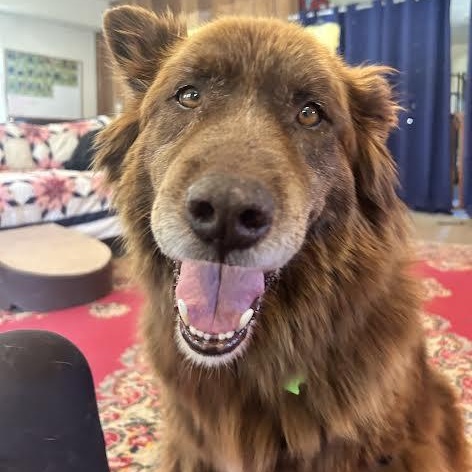 Koda (Bonded Pair w/ Nikki), a Adoptable mixed breed in Petaluma, CA image 5/6