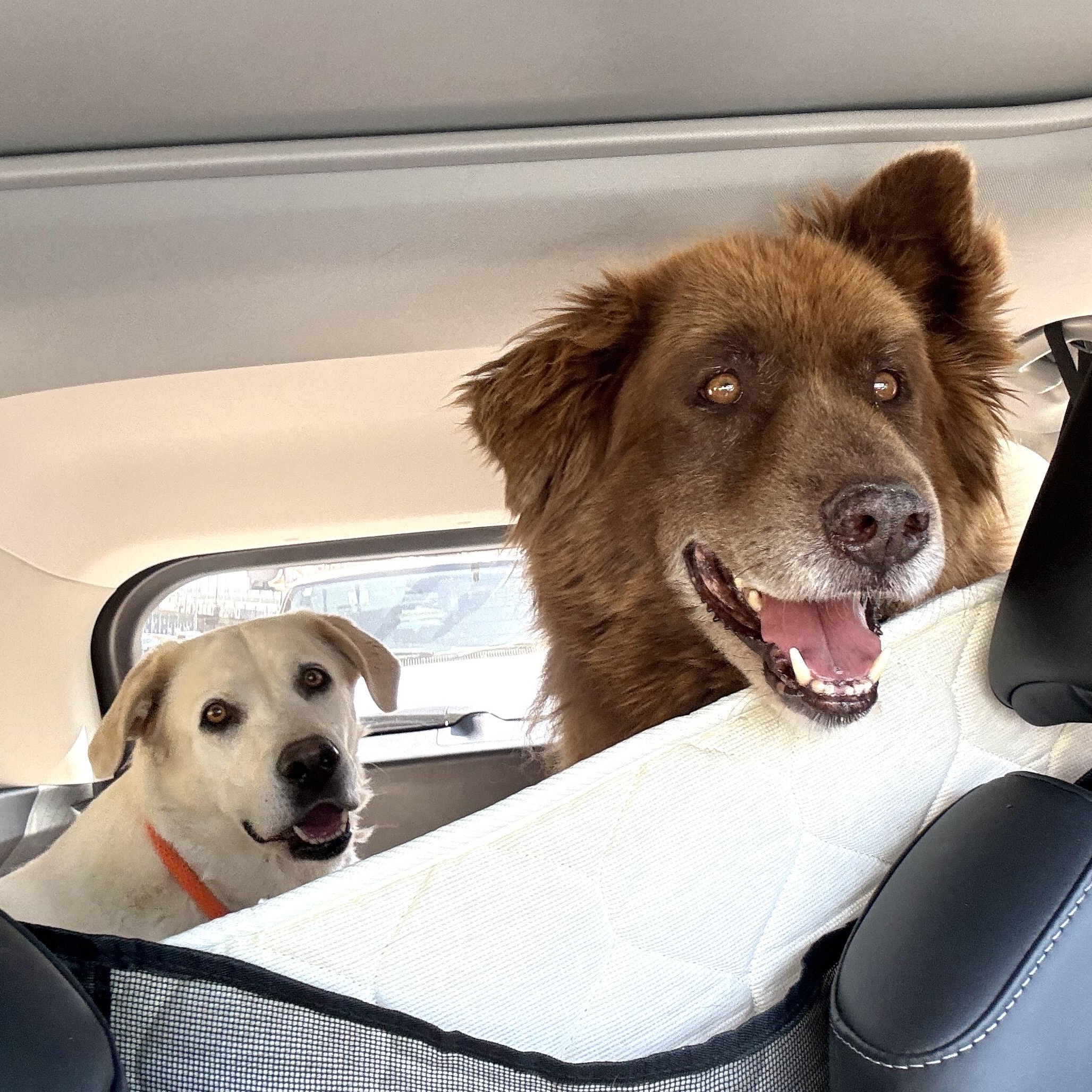 Koda (Bonded Pair w/ Nikki), a Adoptable mixed breed in Petaluma, CA image 3/6