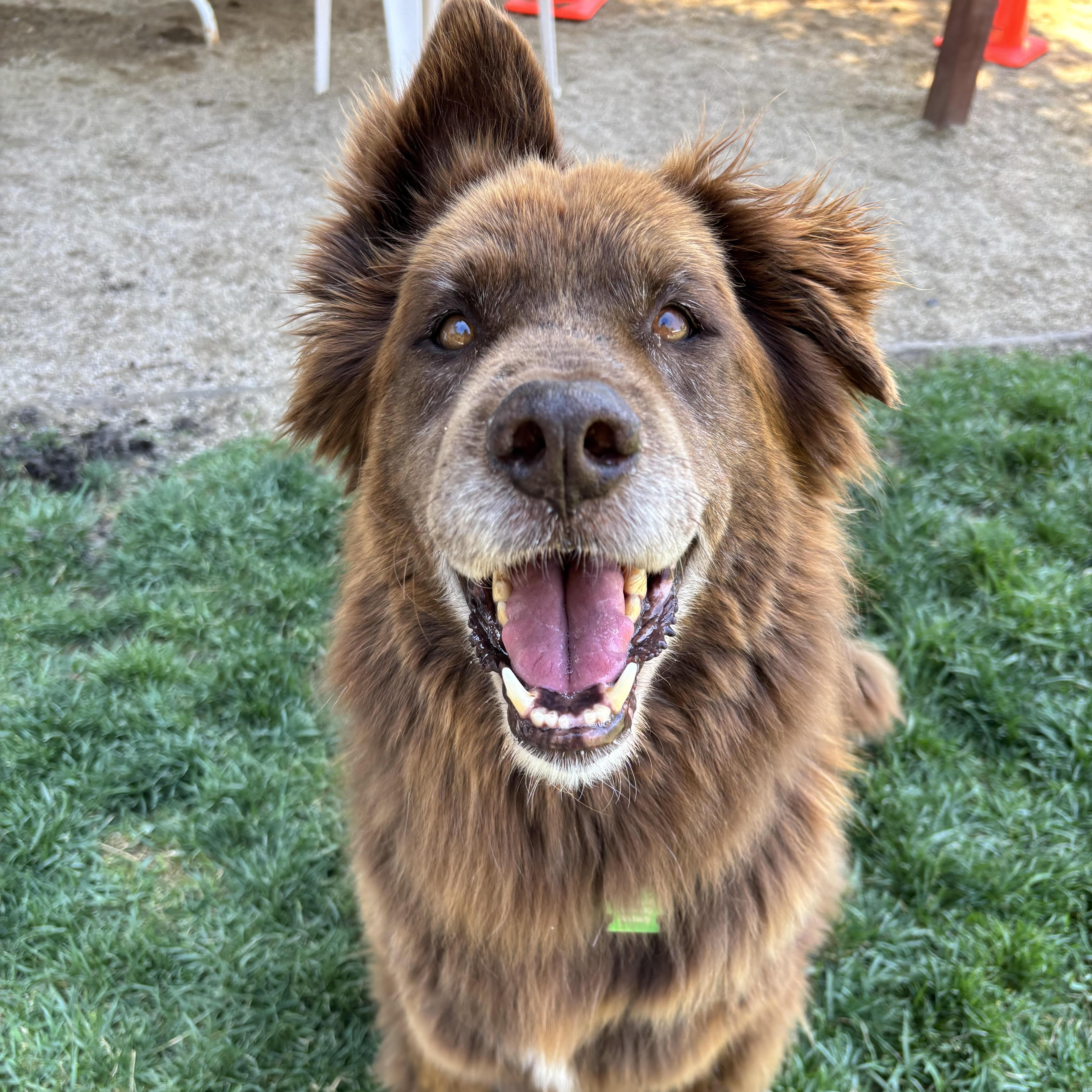Koda (Bonded Pair w/ Nikki), a Adoptable mixed breed in Petaluma, CA image 2/6