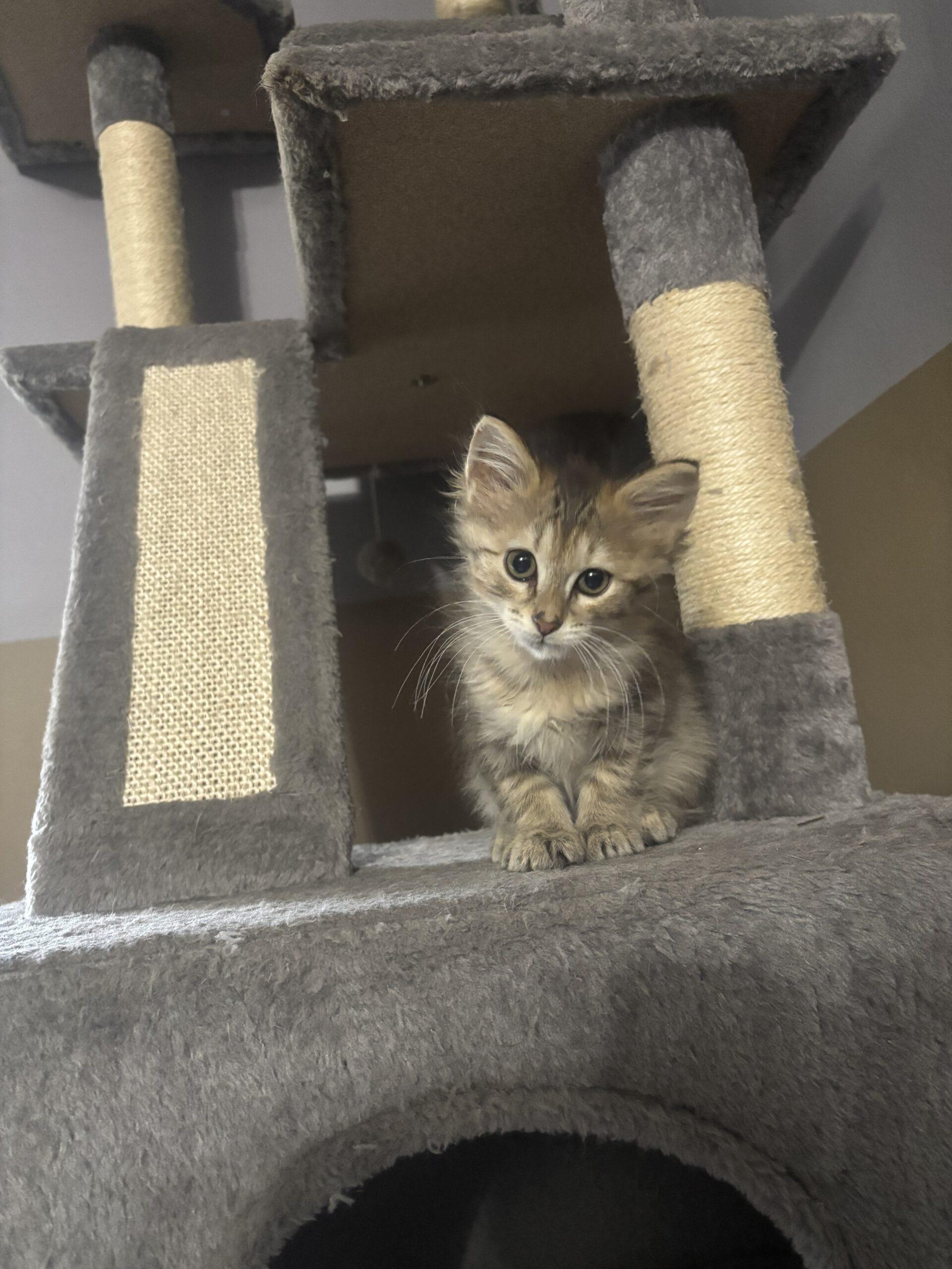 Xavier, Adoptable, Kitten Female Domestic Long Hair.