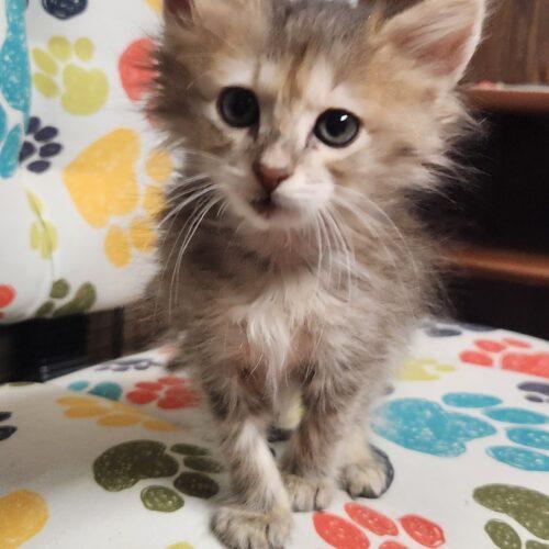 Enlarge Xavier, a Adoptable Domestic Long Hair in Kirksville, MO image 2/4